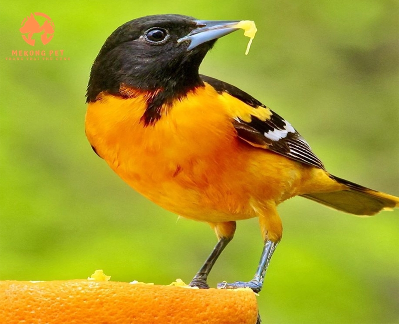 Mua Bán Chim Vàng Anh: Cơ Hội Vàng Cho Người Yêu Chim!